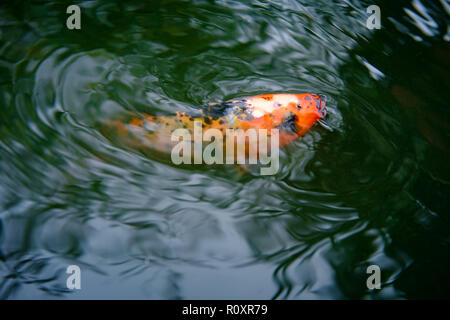 Decorativo di pesci koi carp alimentando in acqua da giardino Foto Stock