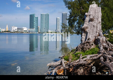 Miami Florida,Biscayne Bay,Watson Island,Government Cut,dead tree stump,city skyline,lusso,condominio appartamenti appartamenti edificio buil Foto Stock