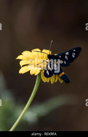 Chiudere l immagine di una farfalla impollinazione su un morbido sfondo naturale Foto Stock