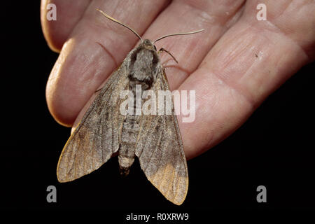 Pine hawk-moth (Sphinx pinastri) attratto falena trappola. Surrey, Regno Unito. Foto Stock