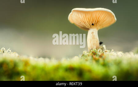 Funghi commestibili lamelle visto da sotto con la nebbia in background Foto Stock