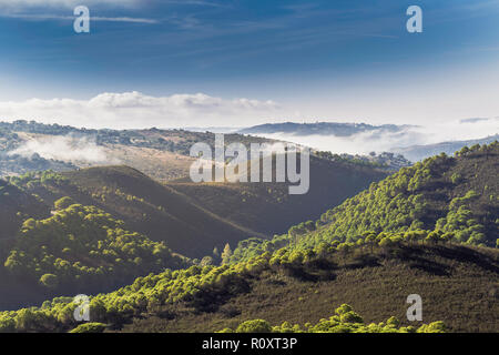Il pino di montagna con la nebbia e il cielo blu con nuvole nella Sierra de Huelva (Andalusia, Spagna) Foto Stock