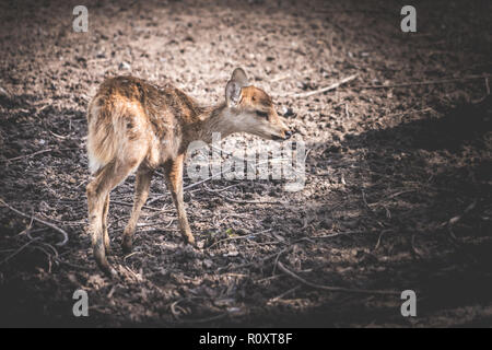 Malati morenti cervo piccolo animale senza genitore Foto Stock