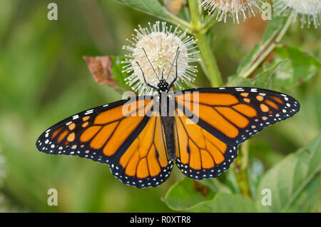 Monarch, Danaus plexippus, maschio, su buttonbush, Cephalanthus occidentalis Foto Stock