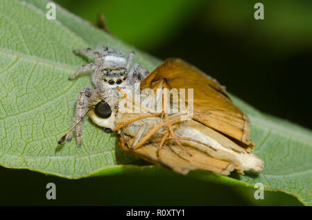 Jumping Spider, Phidippus clarus, nutrendosi di Sachem catturato, Atalopedes huron, maschio Foto Stock