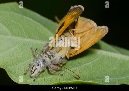 Jumping Spider, Phidippus clarus, nutrendosi di Sachem catturato, Atalopedes huron, maschio Foto Stock