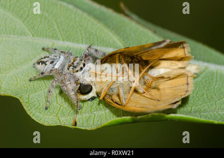 Jumping Spider, Phidippus clarus, nutrendosi di Sachem catturato, Atalopedes huron, maschio Foto Stock