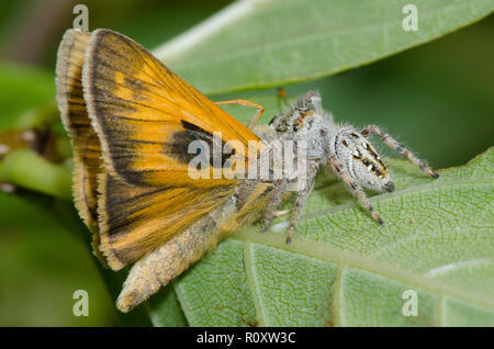 Jumping Spider, Phidippus clarus, nutrendosi di Sachem catturato, Atalopedes huron, maschio Foto Stock