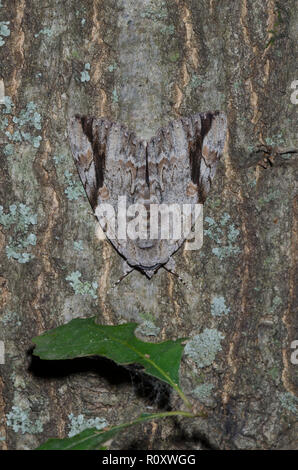 Triste Underwing, Catocala maestosa, un tipo di tarma mimetizzata sulla corteccia di albero Foto Stock