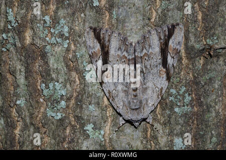 Triste Underwing, Catocala maestosa, un tipo di tarma mimetizzata sulla corteccia di albero Foto Stock