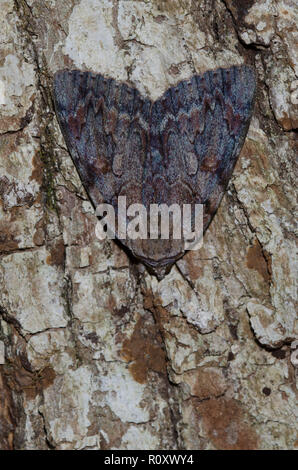 Agrippina Underwing, Catocala agrippina, un tipo di tarma mimetizzata sulla corteccia di albero Foto Stock