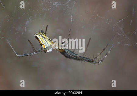 Basilica Orbweaver, Mecynogea lemniscata Foto Stock