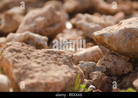 Lizard a prendere il sole sulla isola di Comino, Malta, 08. Novembre 2018 Foto Stock