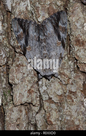 Triste Underwing, Catocala maestosa, un tipo di tarma mimetizzata sulla corteccia di albero Foto Stock