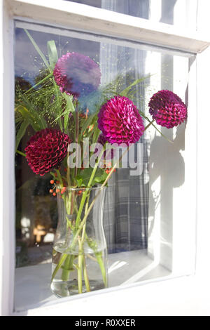 Viola Pompom dalie sulla finestra cill interno Foto Stock