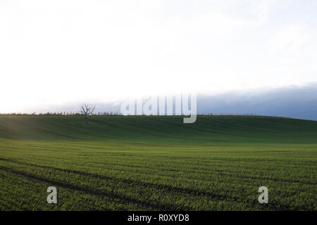 Un arato di fresco campo di grano a Cheltenham, Gloucestershire Foto Stock