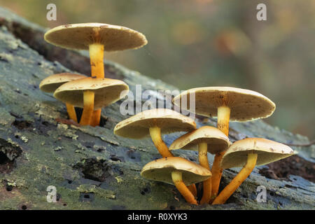 Un cluster di zolfo ciuffo (Hypholoma fasciculare) funghi presso la Garrotxa ( Catalogna , Spagna)ou Foto Stock