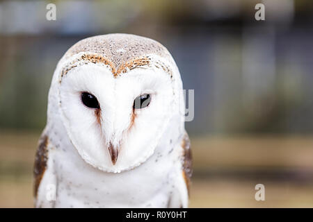 Owl II , Brisbane-australia Foto Stock