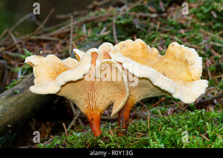 Due falsi i finferli Foto Stock