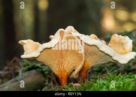 Due falsi i finferli Foto Stock