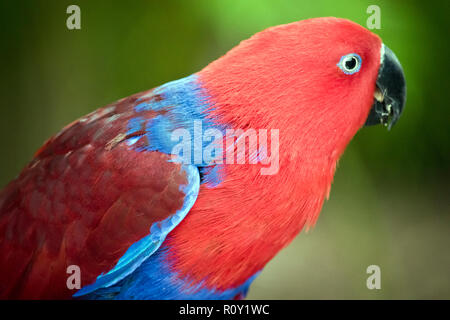 Si tratta di una chiusura di una femmina di pappagallo eclectus Foto Stock