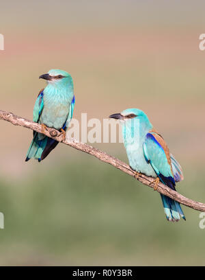 Rullo europea coppia (Coracias garrulus) appollaiate su un ramo, Hortobagy National Park, Ungheria Foto Stock