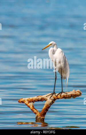 Airone bianco maggiore (Ardea alba) seduto sul vecchio ferro arrugginito Foto Stock