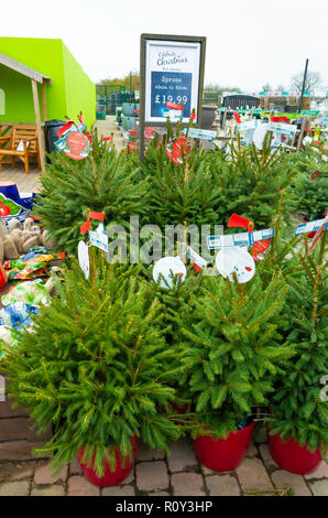 Vasi di Abete abeti Picea abies in un garden center per la vendita a Natale Foto Stock