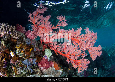 Un rosso brillante mare fan cresce su un bel reef di Raja Ampat, Indonesia. Questa remota regione tropicale è conosciuta come il cuore del triangolo di corallo. Foto Stock