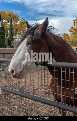 testa di cavallo Foto Stock