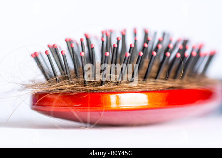 Pettinare i capelli a ciocche, fascio di capelli, un sacco di capelli sulla spazzola per capelli close up su sfondo bianco Foto Stock