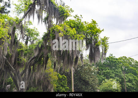 Tall southern Live Oak tree con appeso muschio Spagnolo in Montgomery, Alabama street durante la giornata di primavera, i fili dei cavi Foto Stock