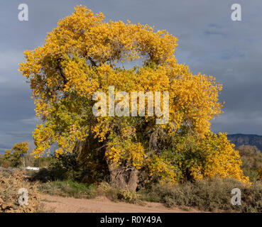 Pioppi neri americani di albero in autunno/autunno Foto Stock