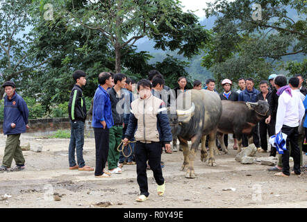 Bufalo d'acqua per la vendita presso la Bac Ha mercato domenicale in Vietnam Foto Stock