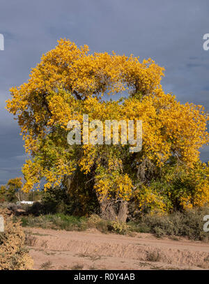 Pioppi neri americani di albero in autunno/autunno Foto Stock