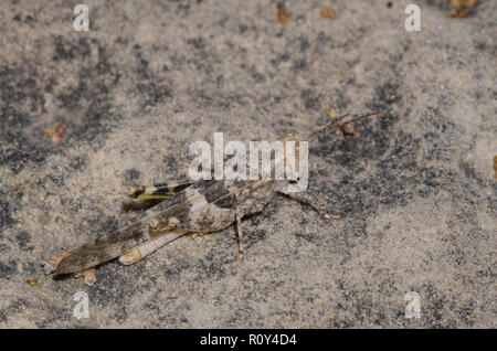 Pallida-winged Grasshopper, Trimerotropis pallidipennis, maschio Foto Stock