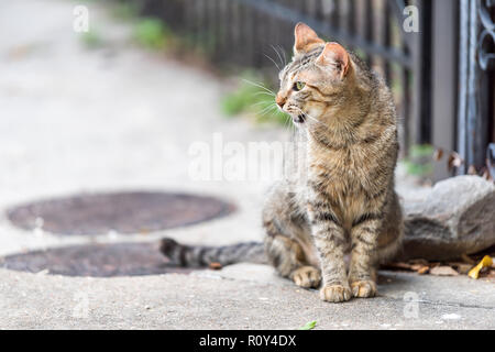 Stray tabby gatto con gli occhi verdi seduta meowing, aperto bocca di apertura sul marciapiede strade di New Orleans, in Louisiana da recinzione Foto Stock