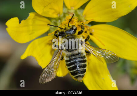 Parallelamente foglia-Cutter Bee, Megachile parallela, pollinici Foto Stock