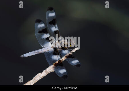 Dodici-spotted schiumarola Libellula pulchella, maschio Foto Stock