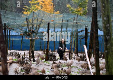 (181108) -- YUEXI, nov. 8, 2018 (Xinhua) -- Yu Chun, proprietario dell'e-commerce enterprise Dr. Madre, alimenta il pollo in una fattoria nel villaggio Tiantou di Yuexi county, est cinese della provincia di Anhui, nov. 7, 2018. Yu Chun, con un dottorato presso la scuola di medicina dell'Università di Pechino abbandonato il suo lavoro come un funzionario civile da Guangzhou del sud della Cina di Provincia del Guangdong in 2014 per impostare il suo negozio online per promuovere i prodotti locali della contea di Yuexi nella provincia di Anhui dove era nata. Ritenendo che le uova e kiwi prodotta nella sua povertà-colpito natale sono meno inquinante e più nu Foto Stock