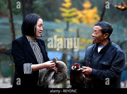 (181108) -- YUEXI, nov. 8, 2018 (Xinhua) -- Yu Chun, proprietario dell'e-commerce enterprise Dr. Madre, colloqui con il suo dipendente in una fattoria di pollo in Tiantou villaggio di Yuexi county, est cinese della provincia di Anhui, nov. 7, 2018. Yu Chun, con un dottorato presso la scuola di medicina dell'Università di Pechino abbandonato il suo lavoro come un funzionario civile da Guangzhou del sud della Cina di Provincia del Guangdong in 2014 per impostare il suo negozio online per promuovere i prodotti locali della contea di Yuexi nella provincia di Anhui dove era nata. Ritenendo che le uova e kiwi prodotta nella sua povertà-colpito natale sono meno pollut Foto Stock