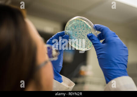 Microbiome e microbiologia la ricerca in laboratorio Foto Stock
