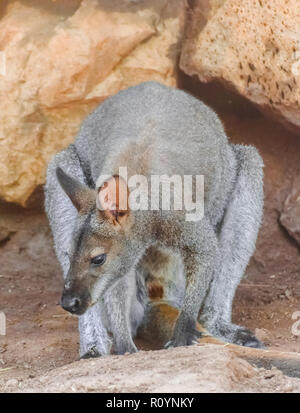 Il Bennett's wallaby (Macropus rufogriseus) con rocce sullo sfondo Foto Stock