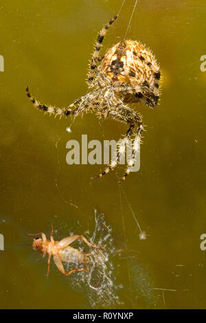 Questo piccolo cricket, intrappolati in un web di una croce orbweaver spider, Araneus diadematus, è stato picchiato e sarà appeso, paralized, fino a quando esso è Foto Stock