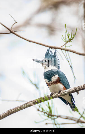 Belted Kingfisher (Megaceryle alcyon) in Everglades National Park.Florida.USA Foto Stock