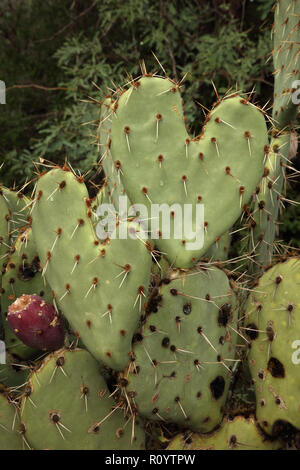 A forma di cuore di fico d'india, Opuntia spp. Foto Stock