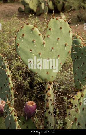 A forma di cuore ad ficodindia cactus pad, Opuntia spp.,deserto Sonoran Arizona Foto Stock