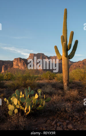 Saguaro (Carnegiea gigantea), Superstition Mountains, Arizona Foto Stock