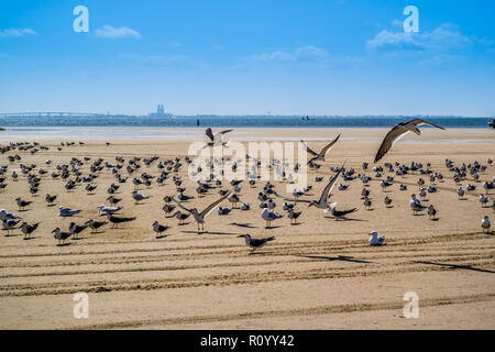 Un gregge di Nero Gli skimmer battenti intorno a South Padre Island, Texas Foto Stock