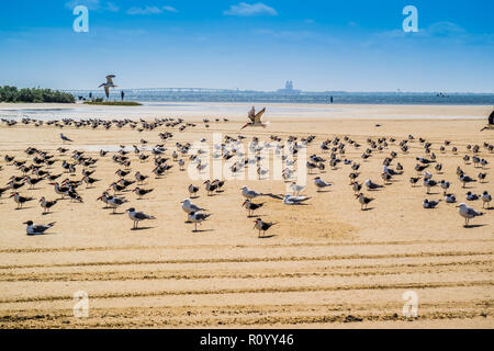 Un gregge di Nero Gli skimmer battenti intorno a South Padre Island, Texas Foto Stock